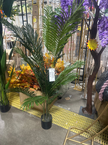 5feet Phoenix Palm Tree in a pot #14L