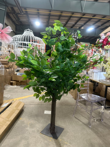 Green Ficus Table Top Centerpiece Tree 3’10”