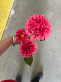 Hot Pink Pompom Dahlia spray