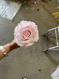 New Pink Empress Single Stem Rose