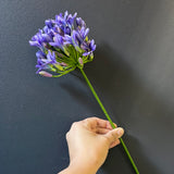 New Purple Agapanthus flower