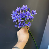 New Purple Agapanthus flower