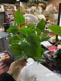 New Small leaf bunch green filler greenery apple pothos variegated pilea