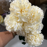 Norway 7 HEAD PEONIES PEONY BUNCH #1 Champagne