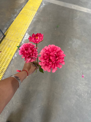 Hot Pink Pompom Dahlia spray