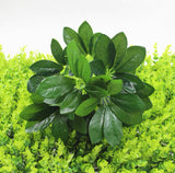 Small leaf bunch green filler greenery Premium apple leaf