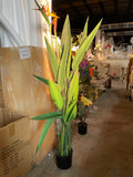 4 feet birds of paradise Tree in a pot