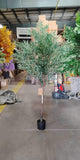 7’/2.4 meter olive Tree in a pot XDJ1803-7FG