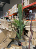 8 feet Phoenix Palm Tree in a pot