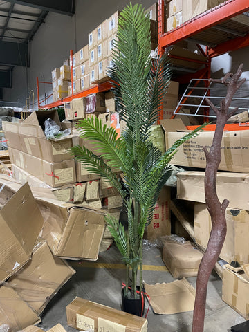 8 feet Phoenix Palm Tree in a pot