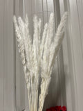 25” bleached white pack of 15 pampas grass stick (M)