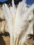 25” bleached white pack of 15 pampas grass stick (M)