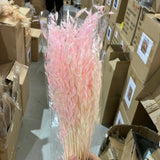 Pink Preserved dried Avena bunch