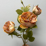 Burnt Coffee Color with burnt edge Single Stem RocoCo Austin Rose