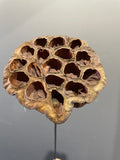 Preserved Lotus Pods dried