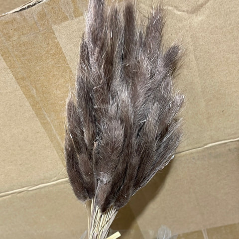 Dried Brown Lagurus Bunny Tail grass (bundle of 50)