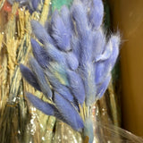 Dried Blue Lagurus Bunny Tail grass (bundle of 50)