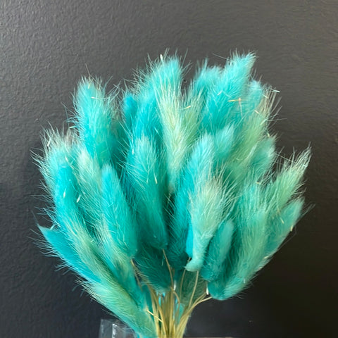 Dried Turquoise Blue Lagurus Bunny Tail grass (bundle of 50)