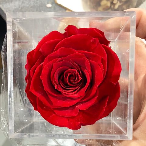 Preserved Rose in acrylic box Red (box of 1)Gift