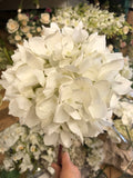 Single stem Hydrangea white