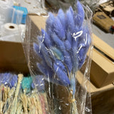 Dried Blue Lagurus Bunny Tail grass (bundle of 50)