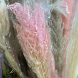 Pink Preserved dried Avena bunch