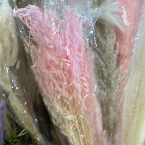 Pink Preserved dried Avena bunch